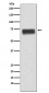 Hemopexin Antibody
